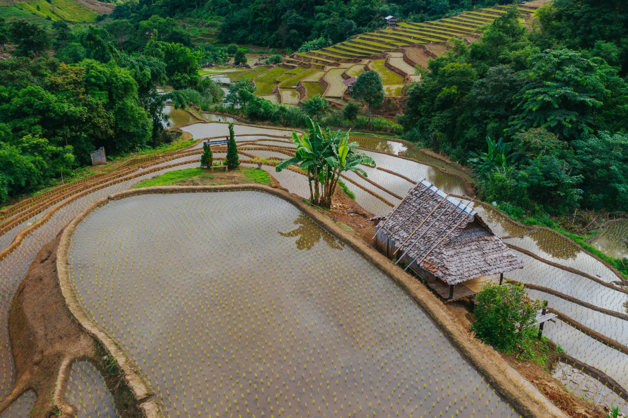 Thailand rice plantations