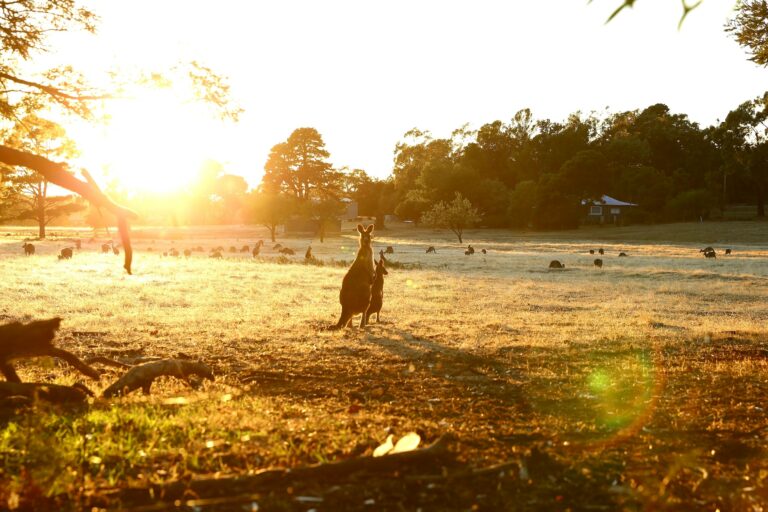 Epic roadrip across Australia landscapes