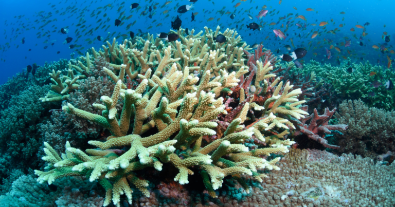 Grande Barrière de corail