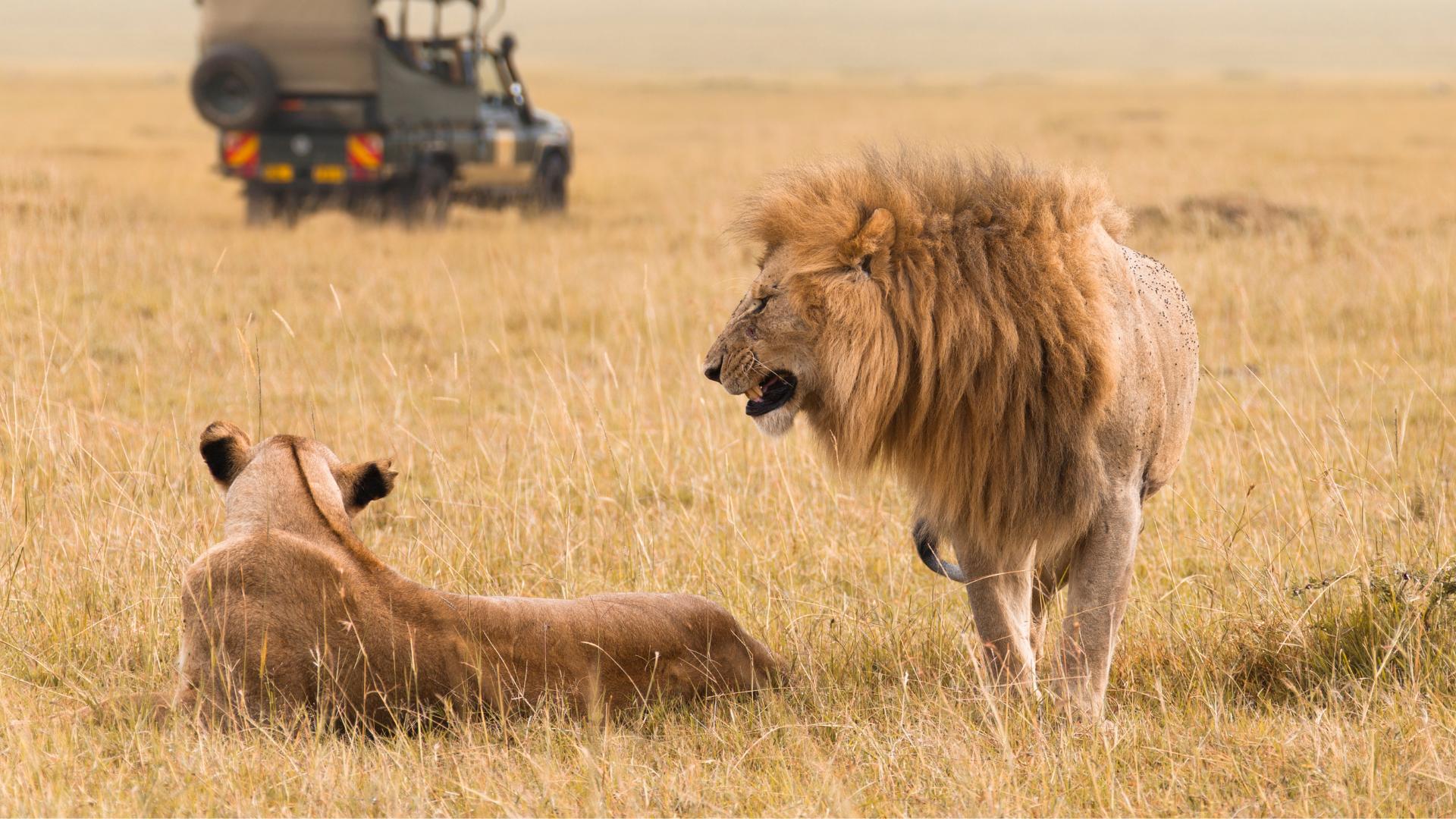 safaris en Afrique